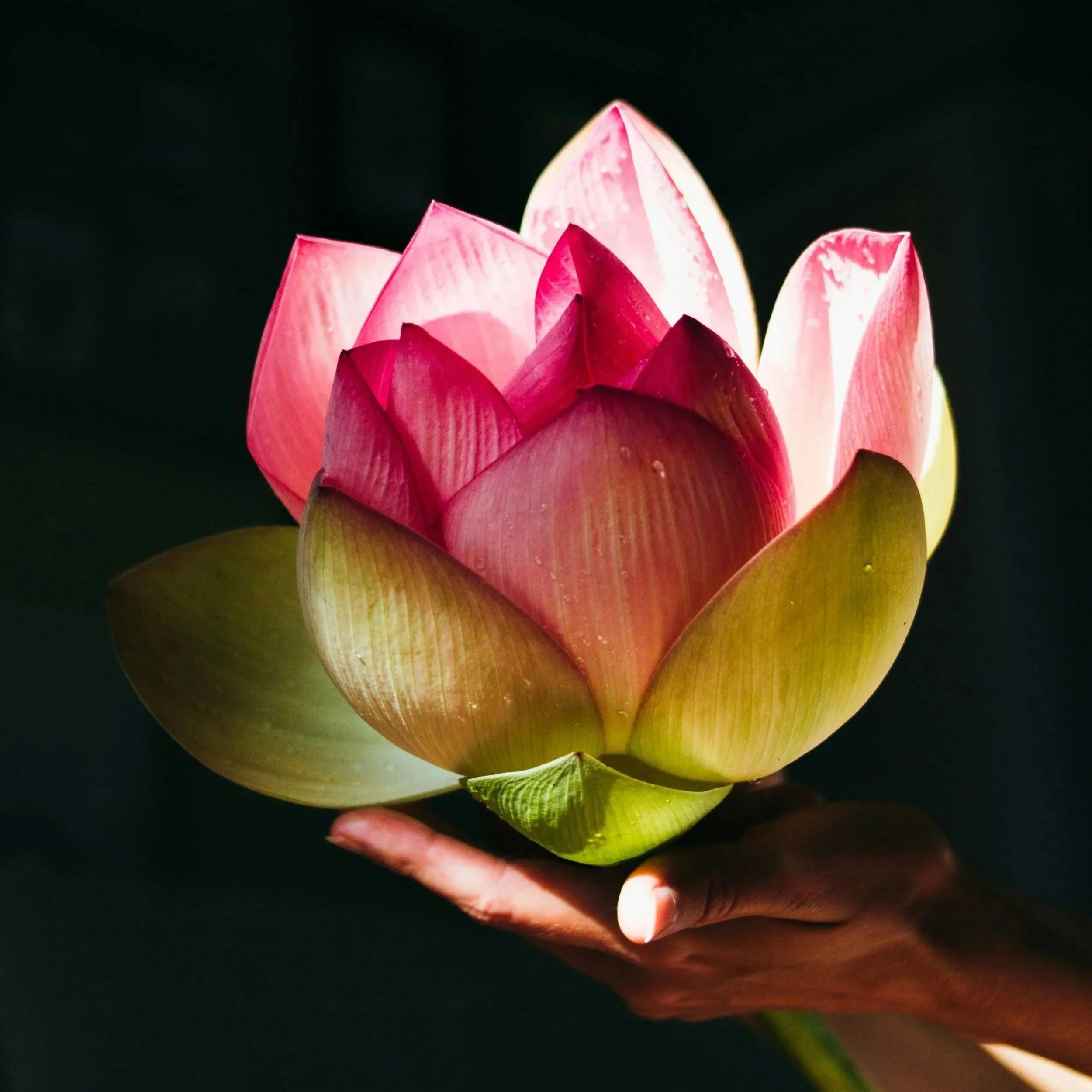A close-up of a pink and green lotus flower with dark background.