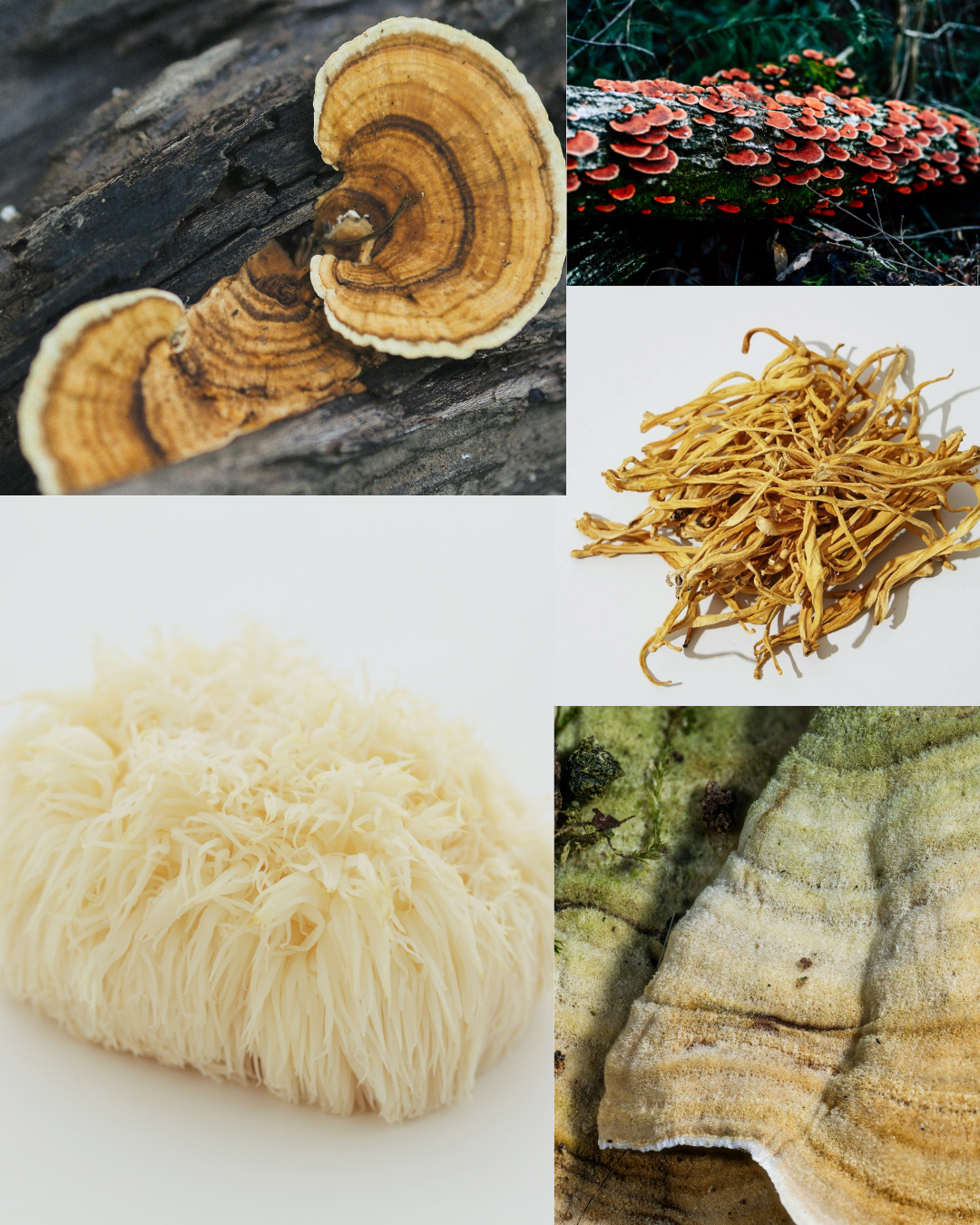 Clinical research has shown that Turkey Tail extracts like PSK, when used with conventional cancer treatments such as chemotherapy, have supported immune function and quality‑of‑life outcomes in a.png