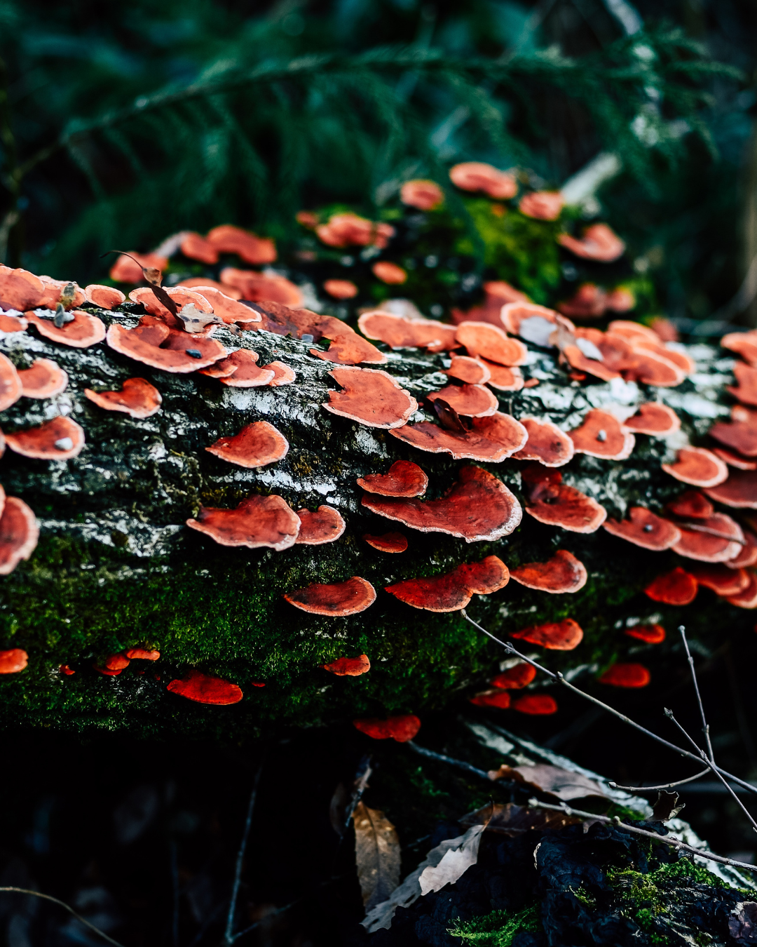 Untitled design (6).png