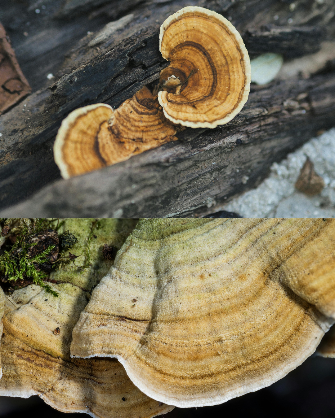 Untitled design (7).png