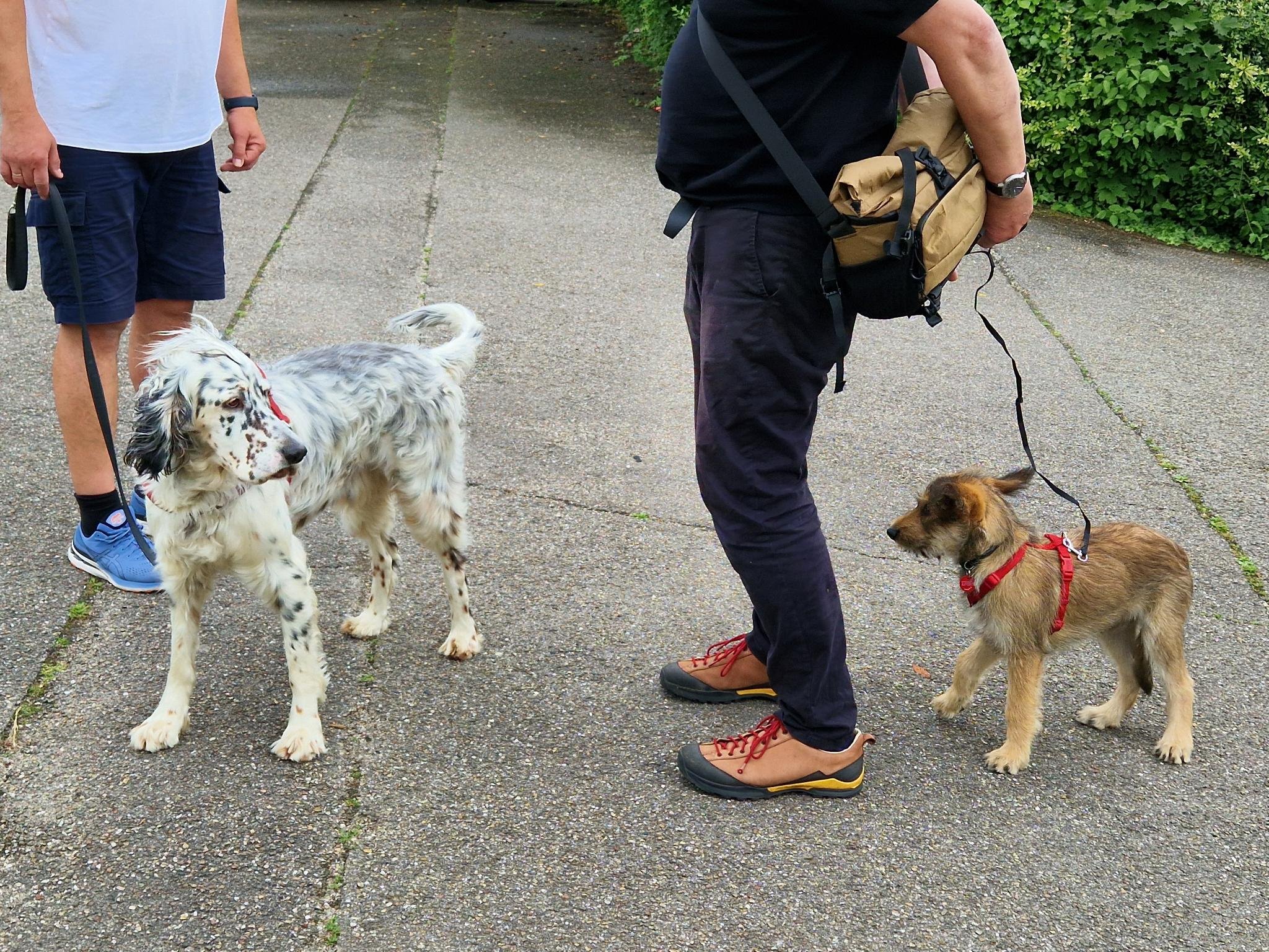 📢Sitz - Platz - Stopp - Pfote und und und …