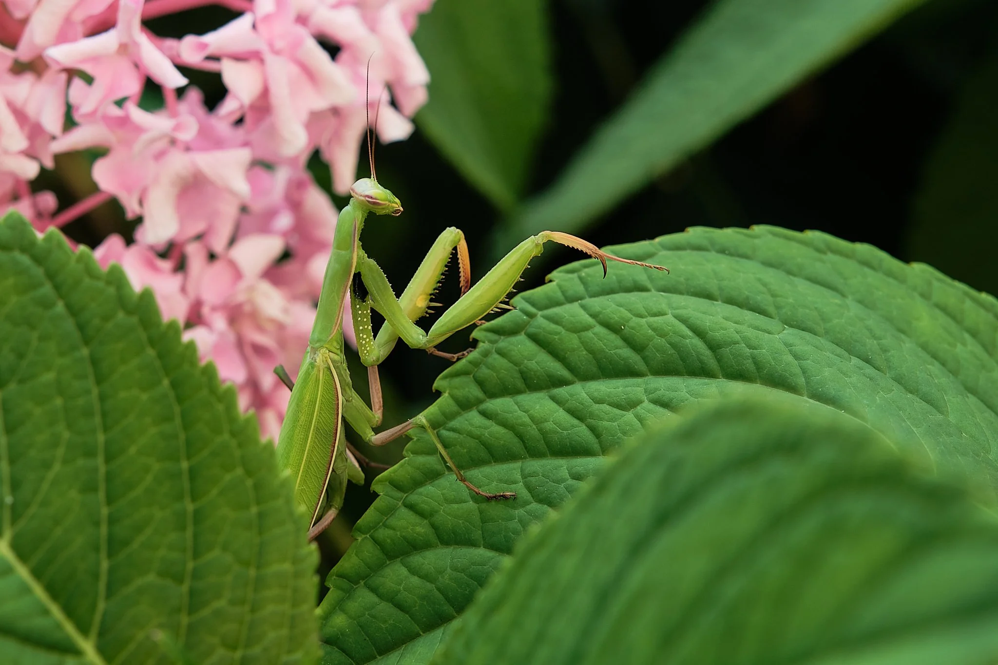 Was es in meinem Garten alles gibt