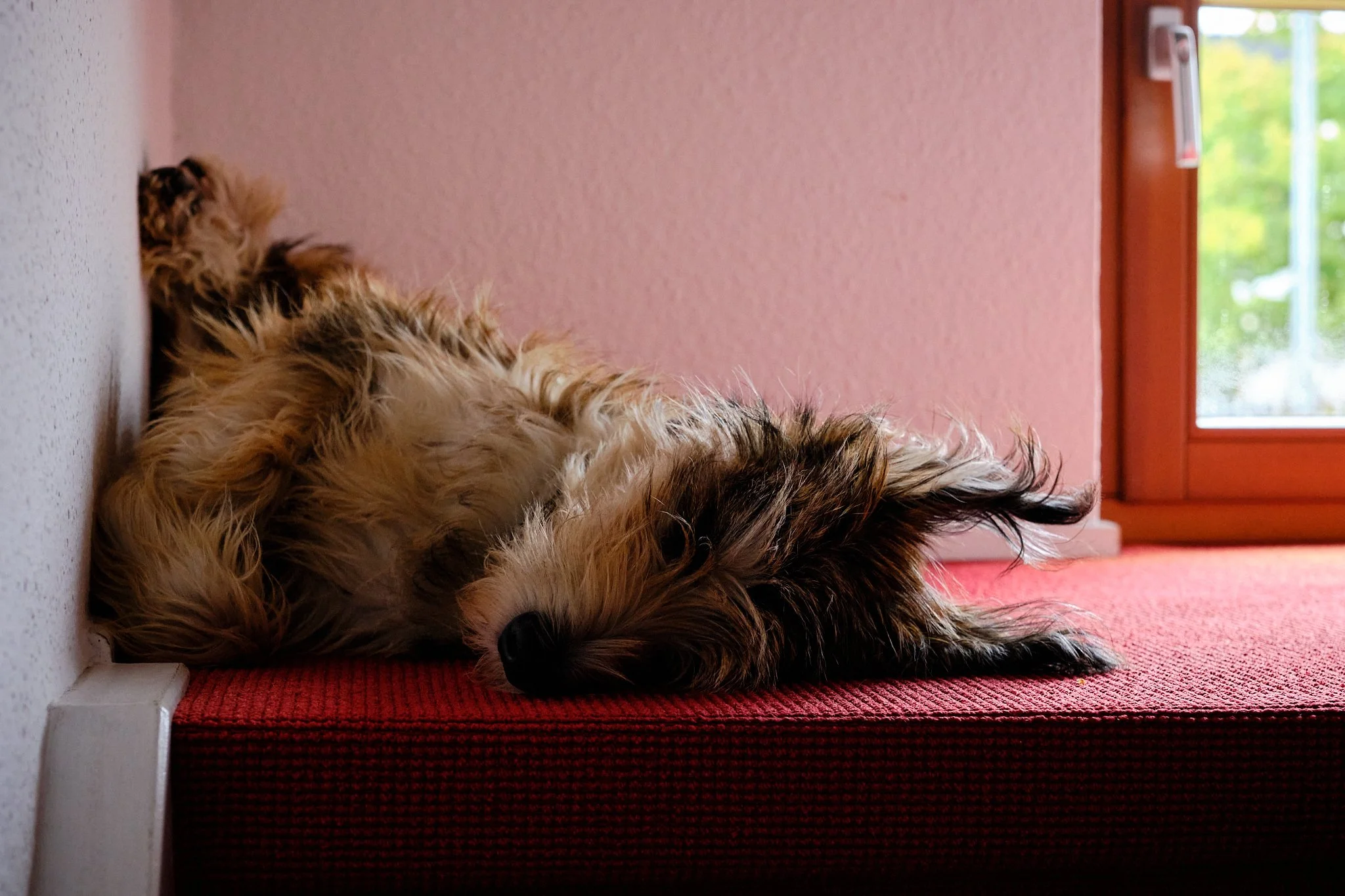 Neuer Lieblingsplatz bei Mistwetter