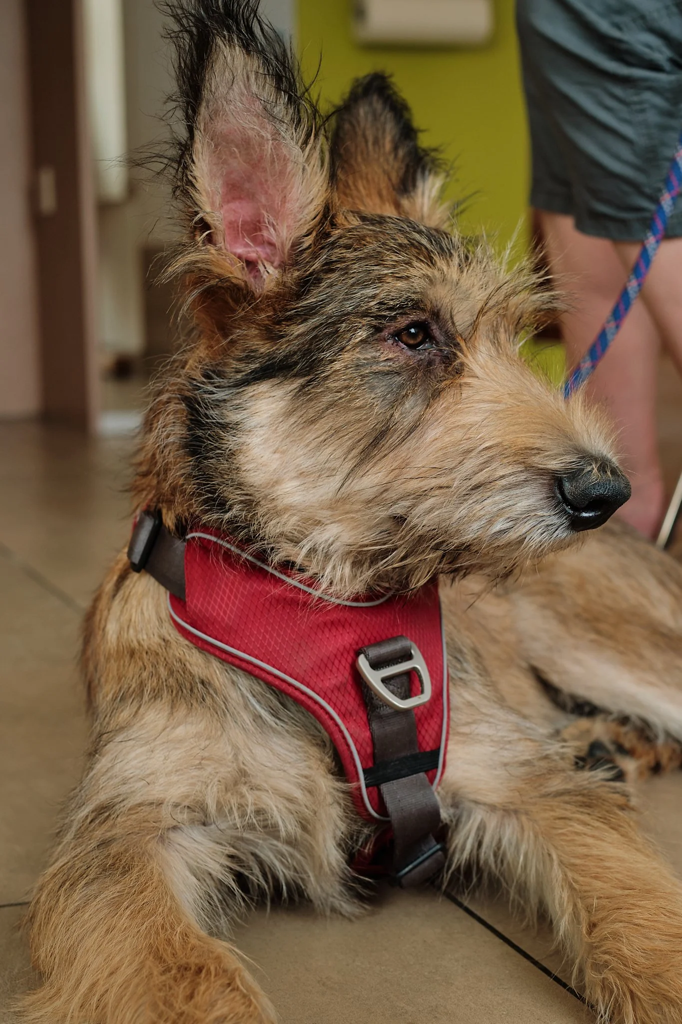 Warten beim Arzt, habe Bindehaut