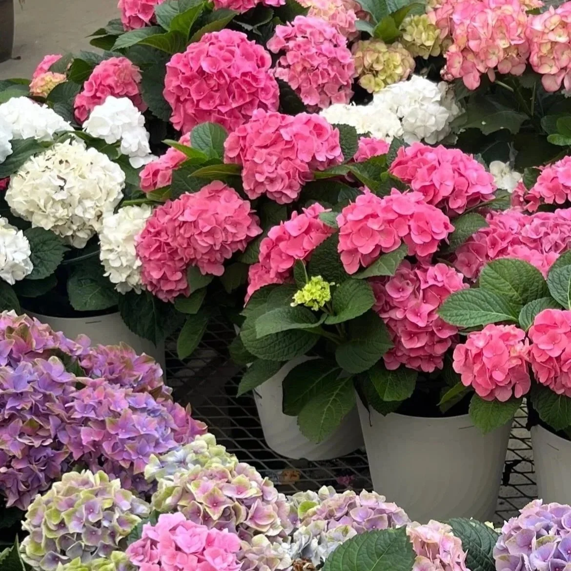 The Summer Layer🌸