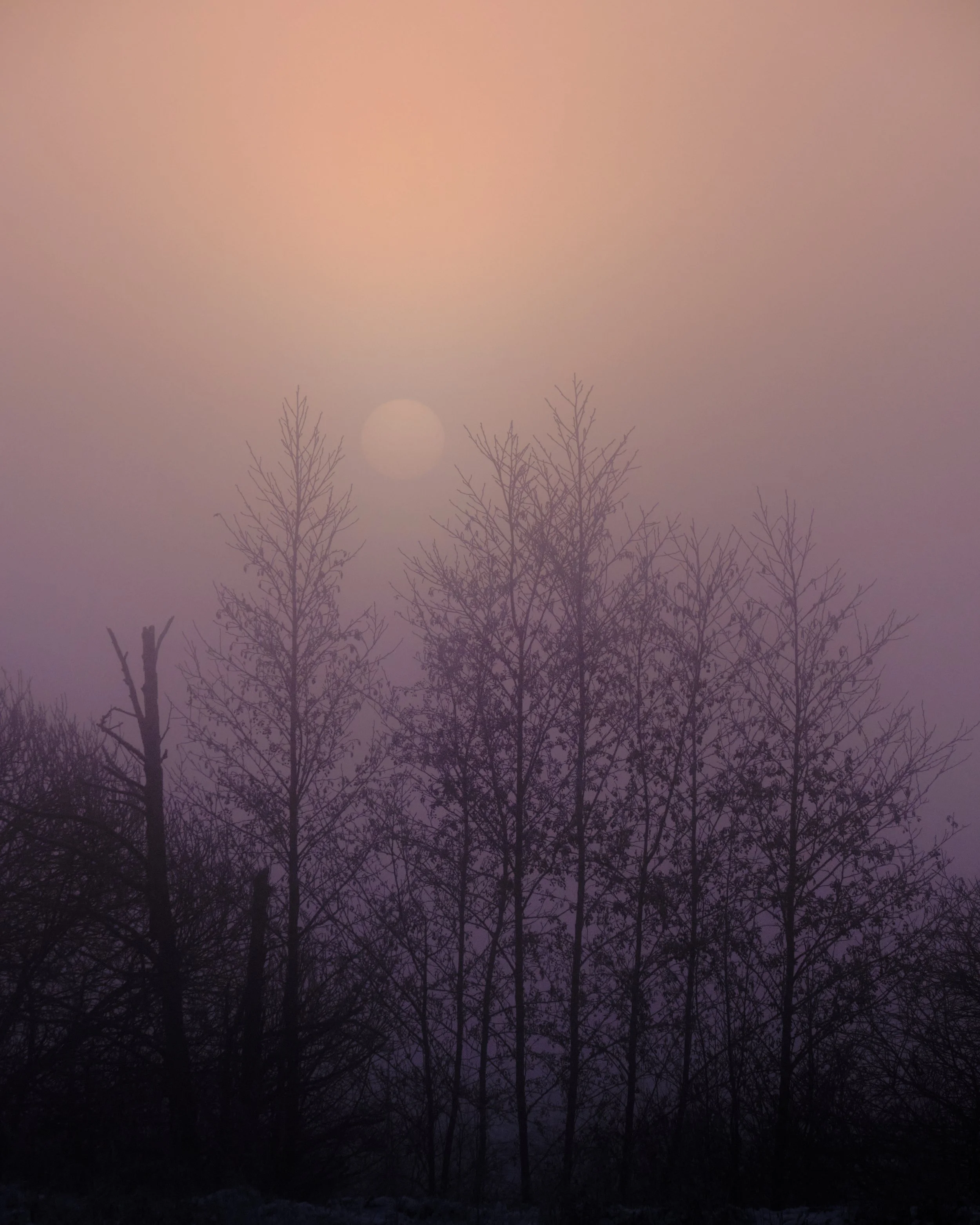 Regnsø vinter tåge 152.jpg