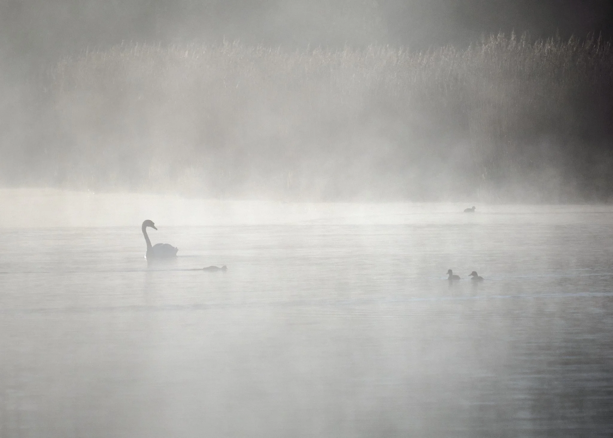 2025-04 Morgentåge Regnsøen 0071.jpg