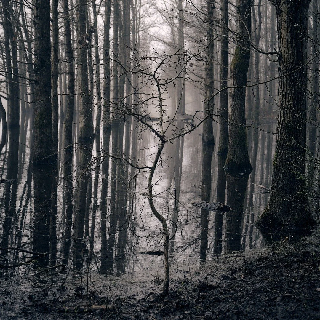 I can not even explain why the few rows of trees are planted here. But here they are and nature always finds a way to do something. In the middle of one of the rows this little tree is growing. Not following the lines, just insisting on its own space