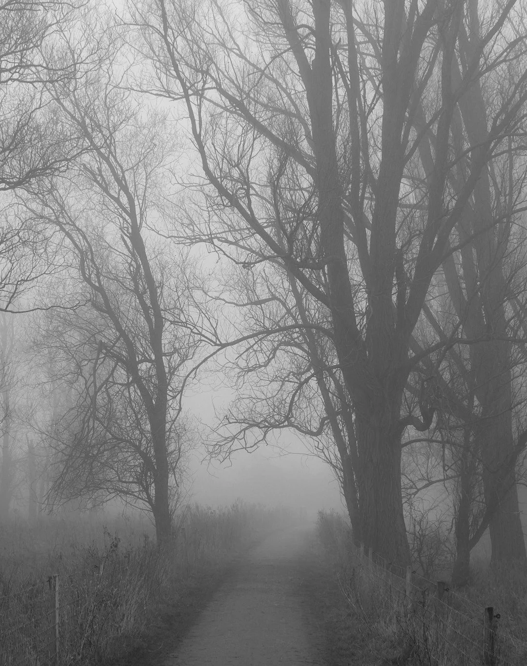My backyard is a place that keeps on giving in foggy seasons. I almost hoped to get someone walking their dog or a morning runner coming out of the fog but I was to early I guess.