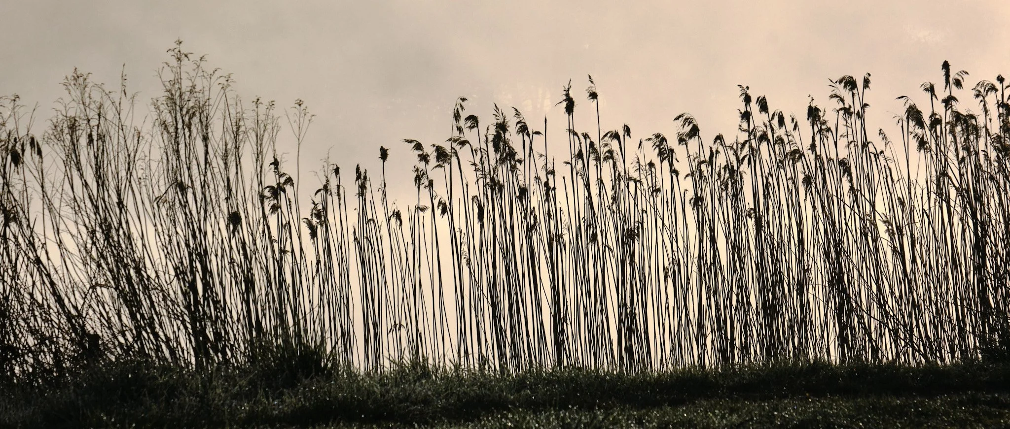 2025-04 Morgentåge Regnsøen 0061.jpg