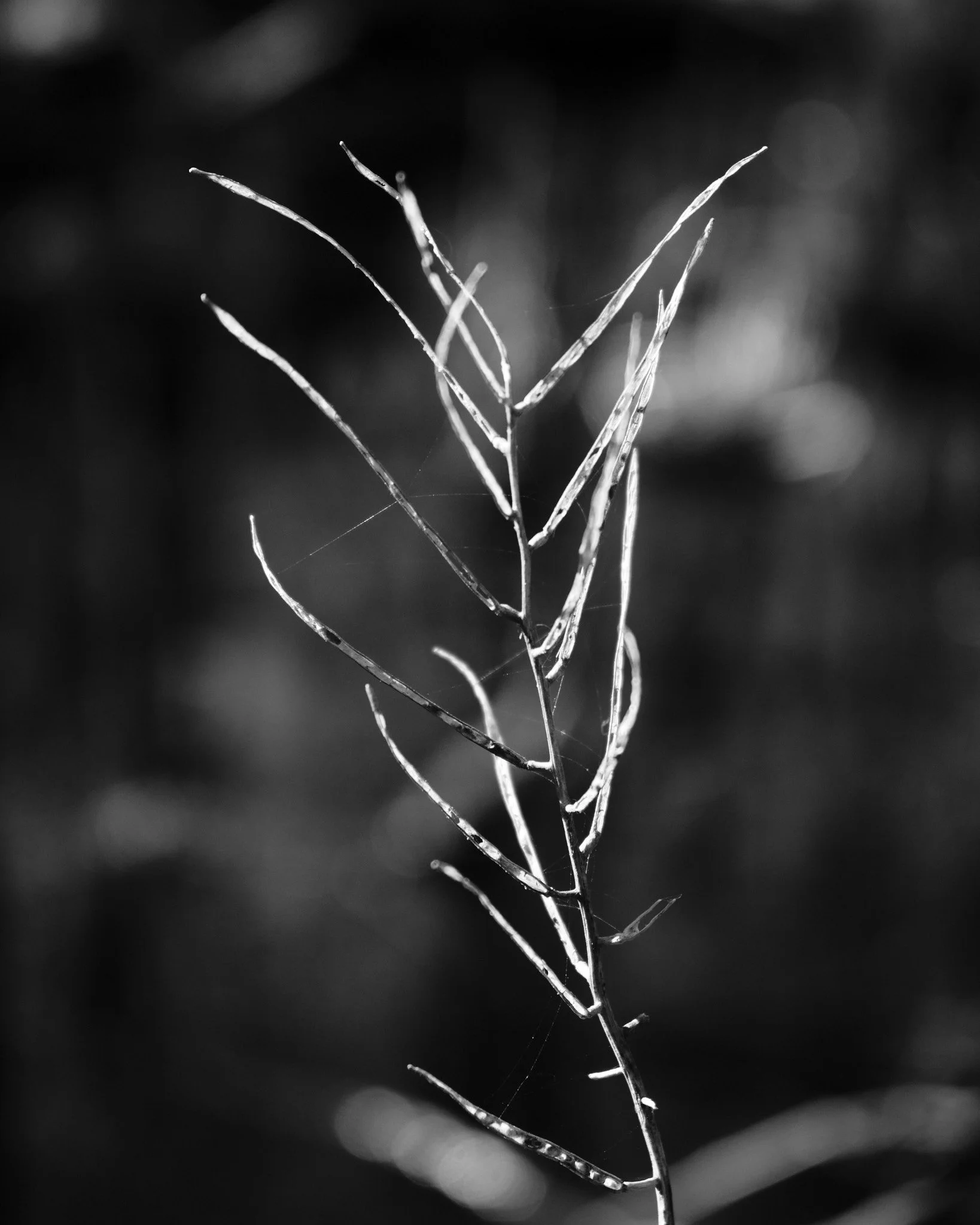 2025-03 Vaserne 0099.jpg