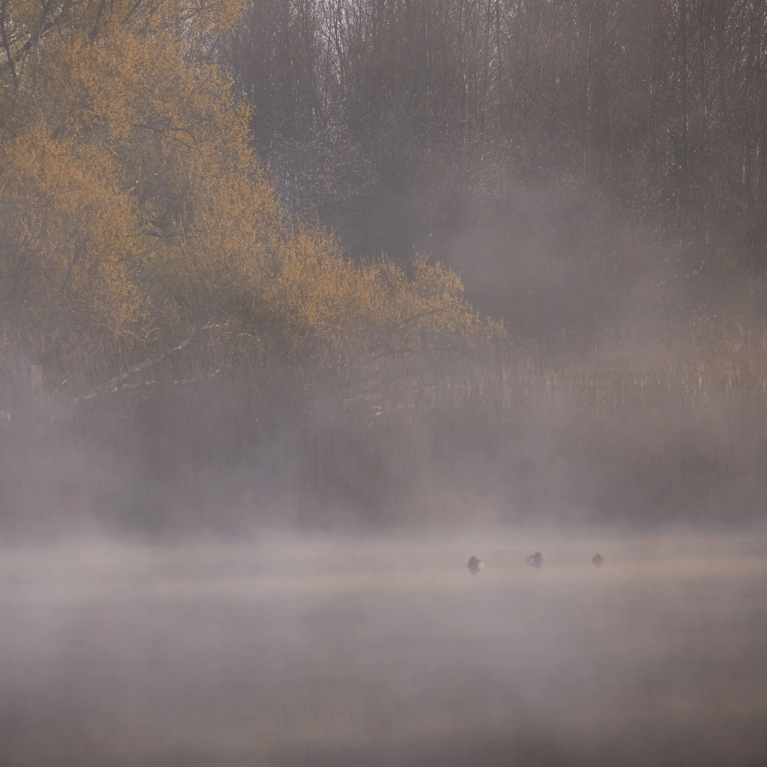 Dragebakken morgentåge 061_Panorama.jpg