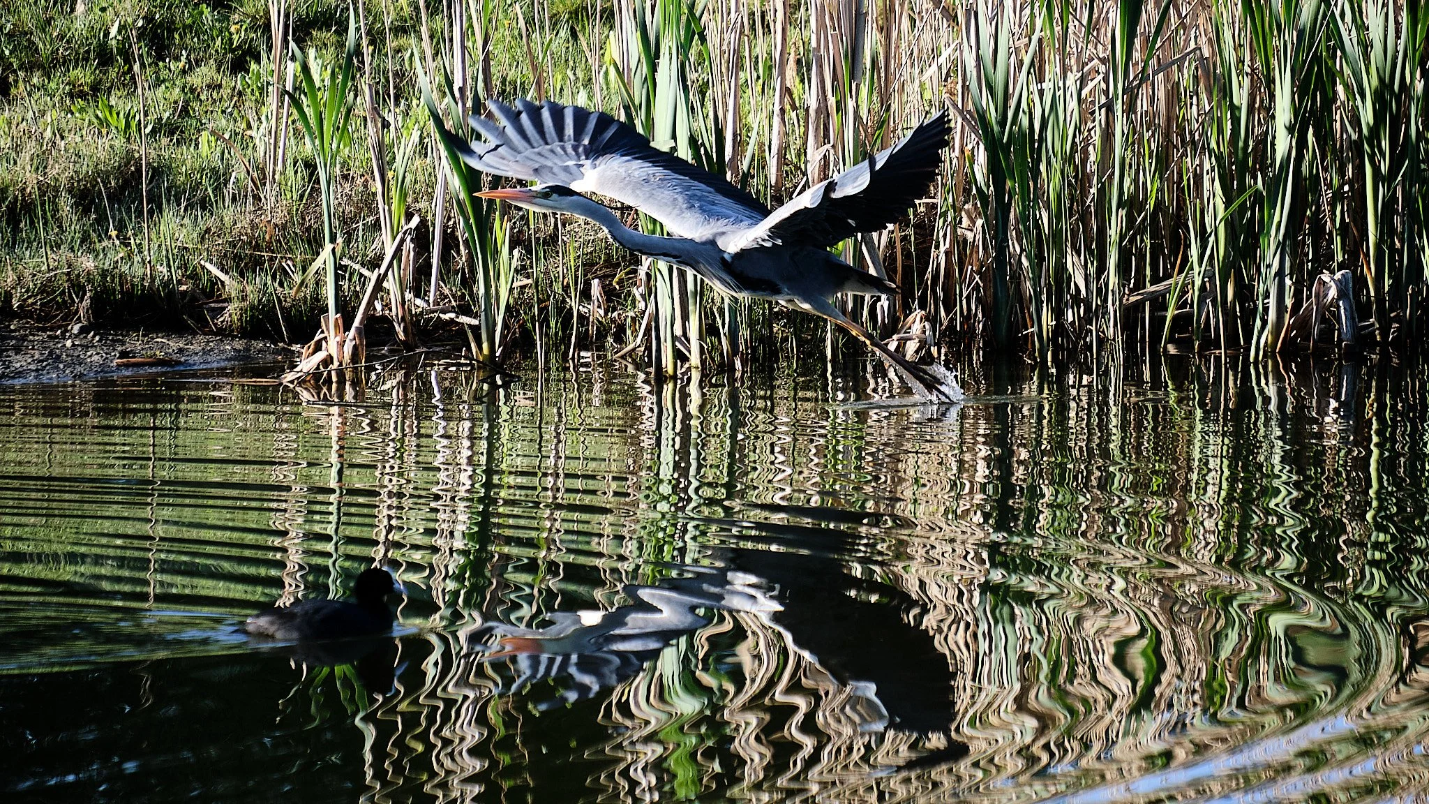 2025-04 Morgentåge Regnsøen 0228 1.jpg