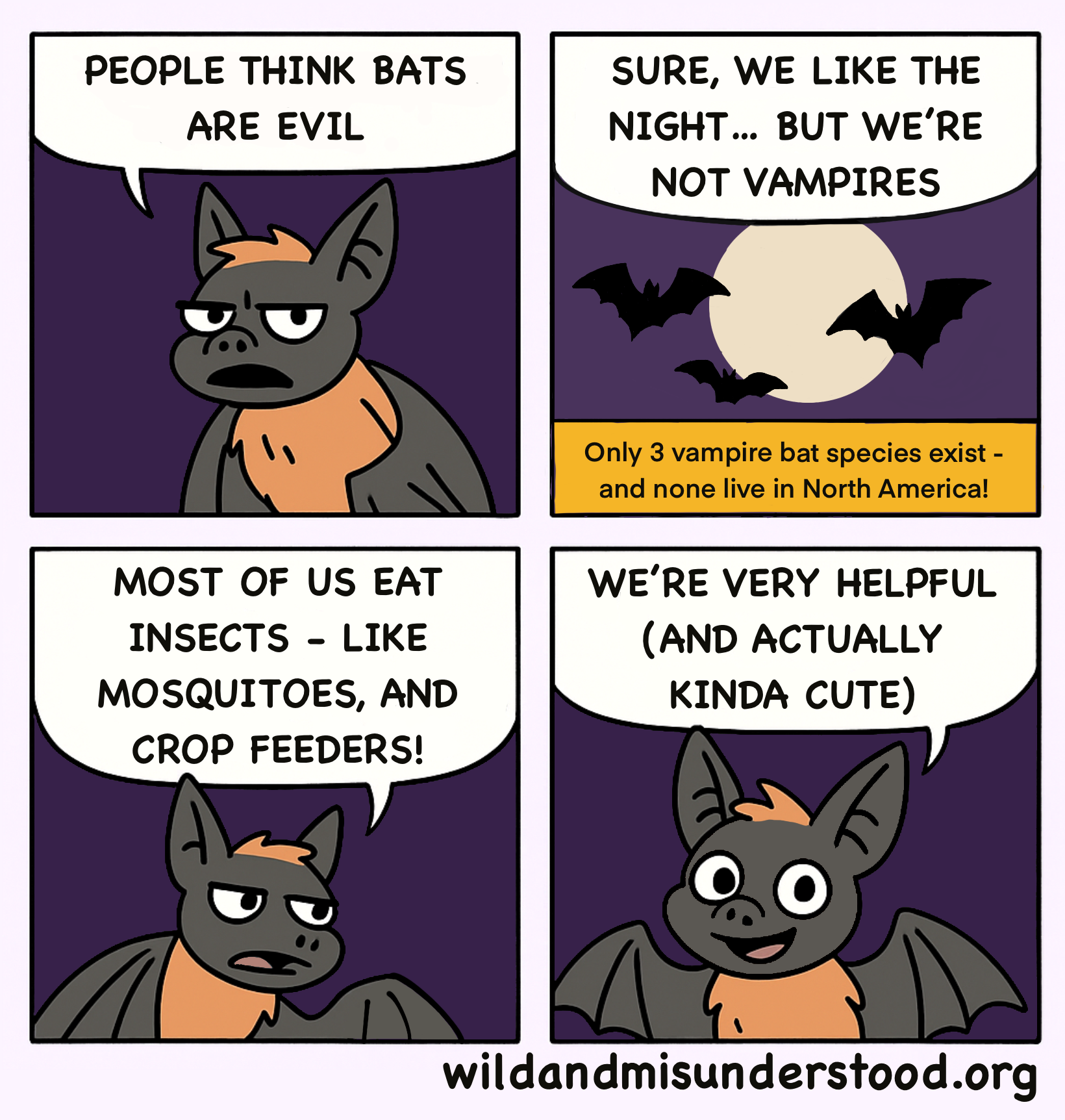 The Importance of Bats — Wild & Misunderstood