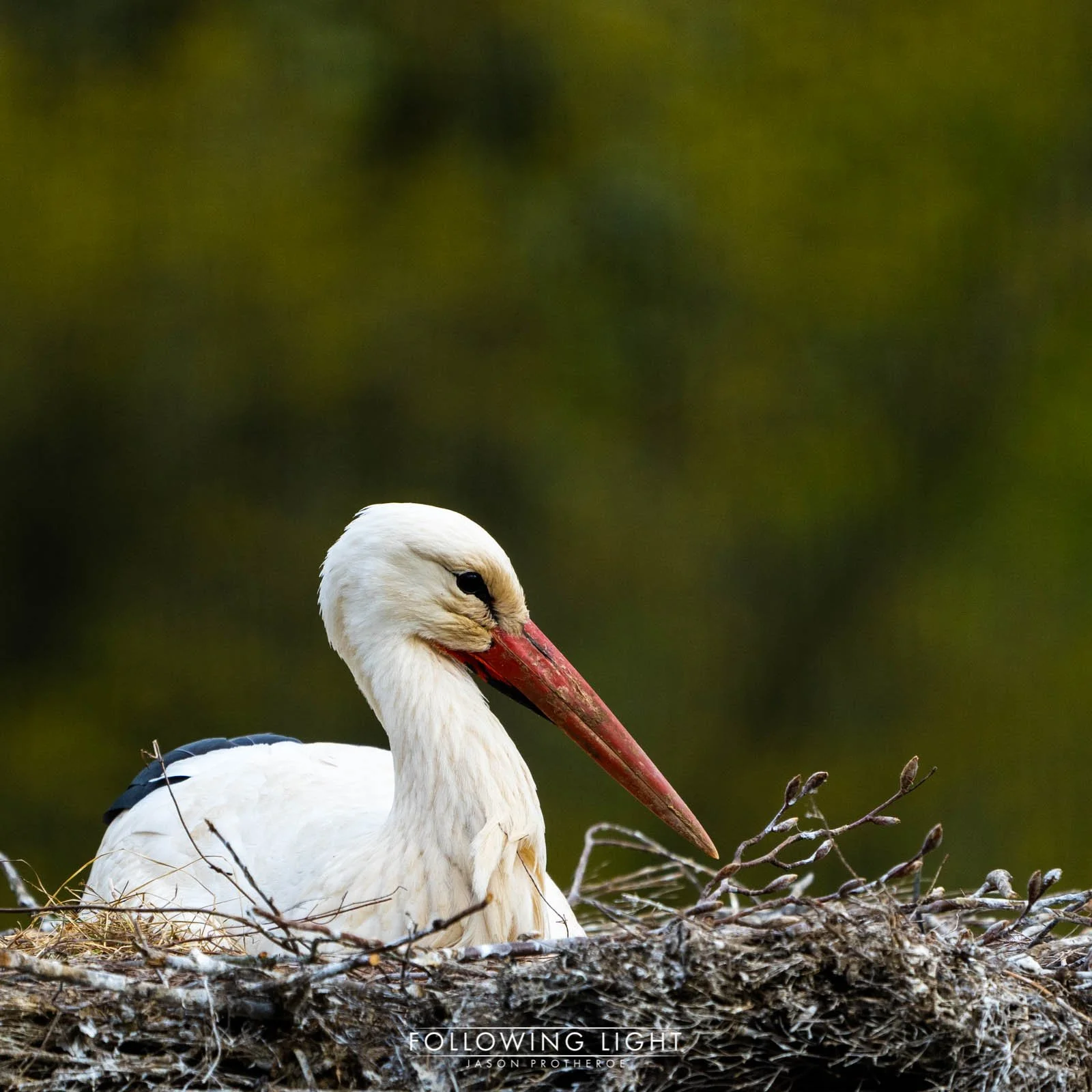 Storks