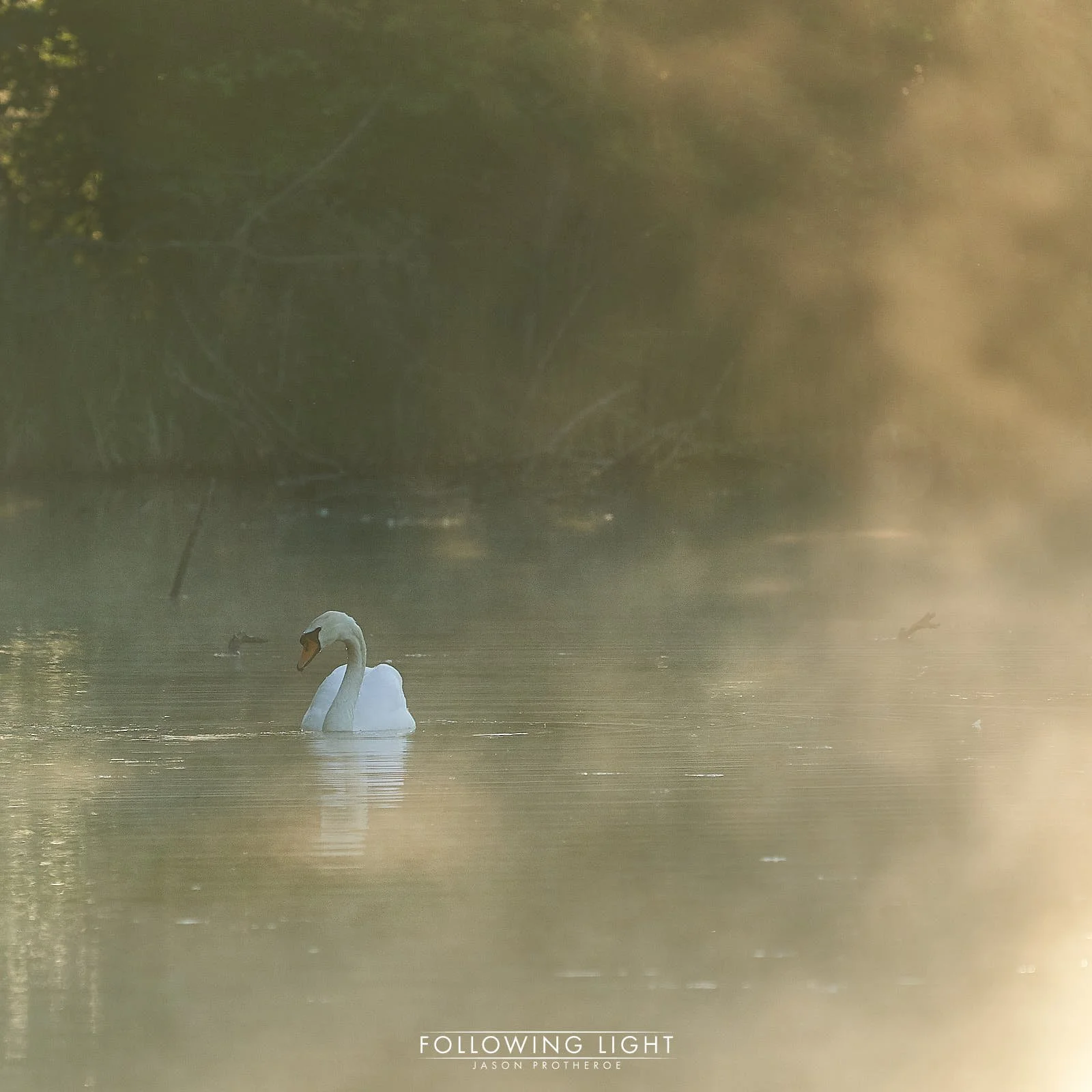 Morning Light
