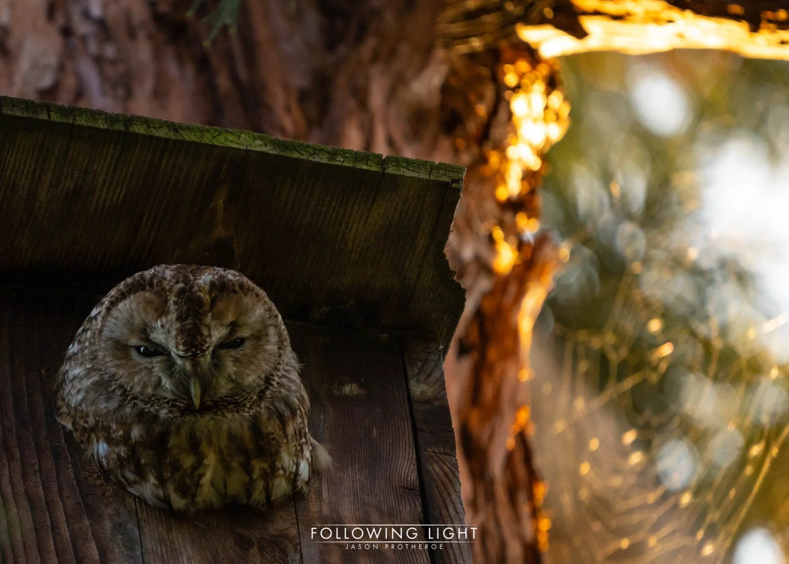 Basel Birdlife