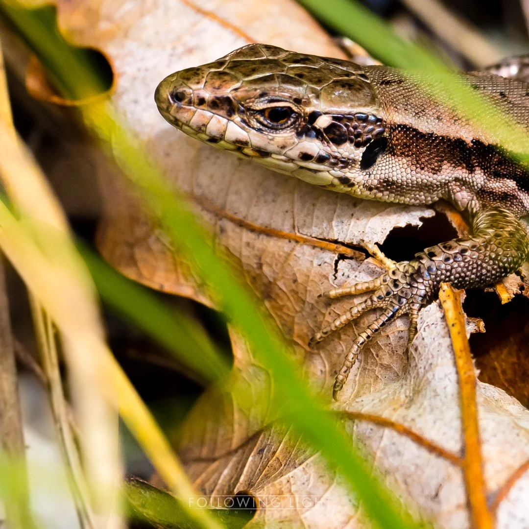 Waldenburg - Richtiflue to Gagsen