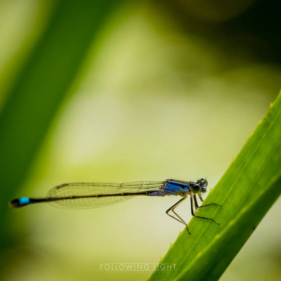 Damselflies &amp; Co.