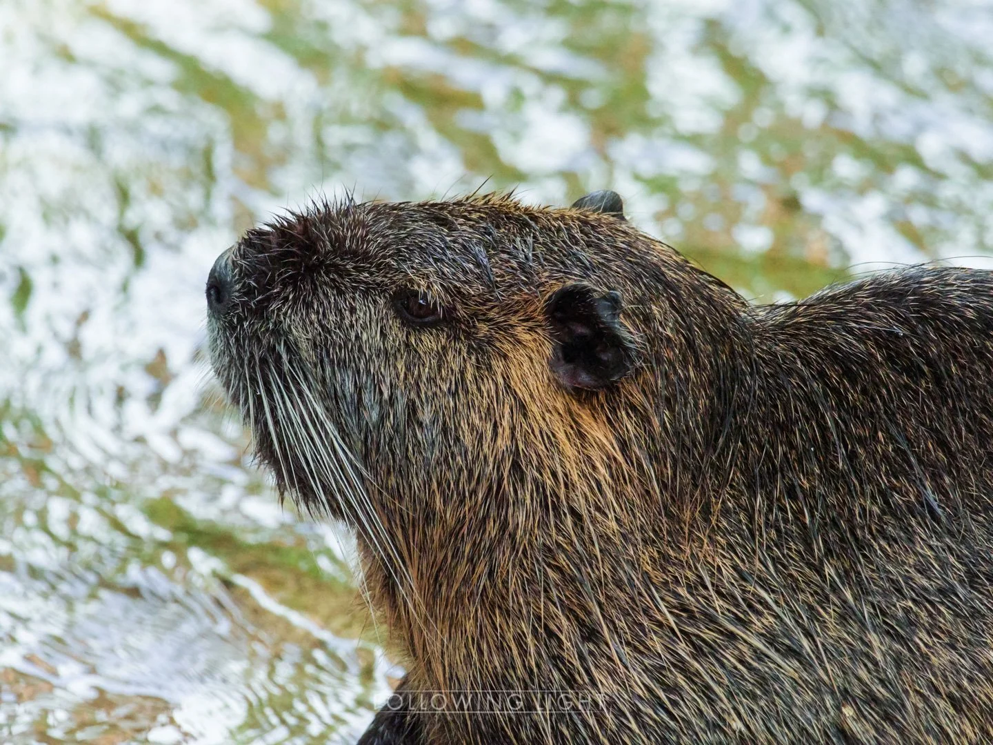 Wild Side of the City