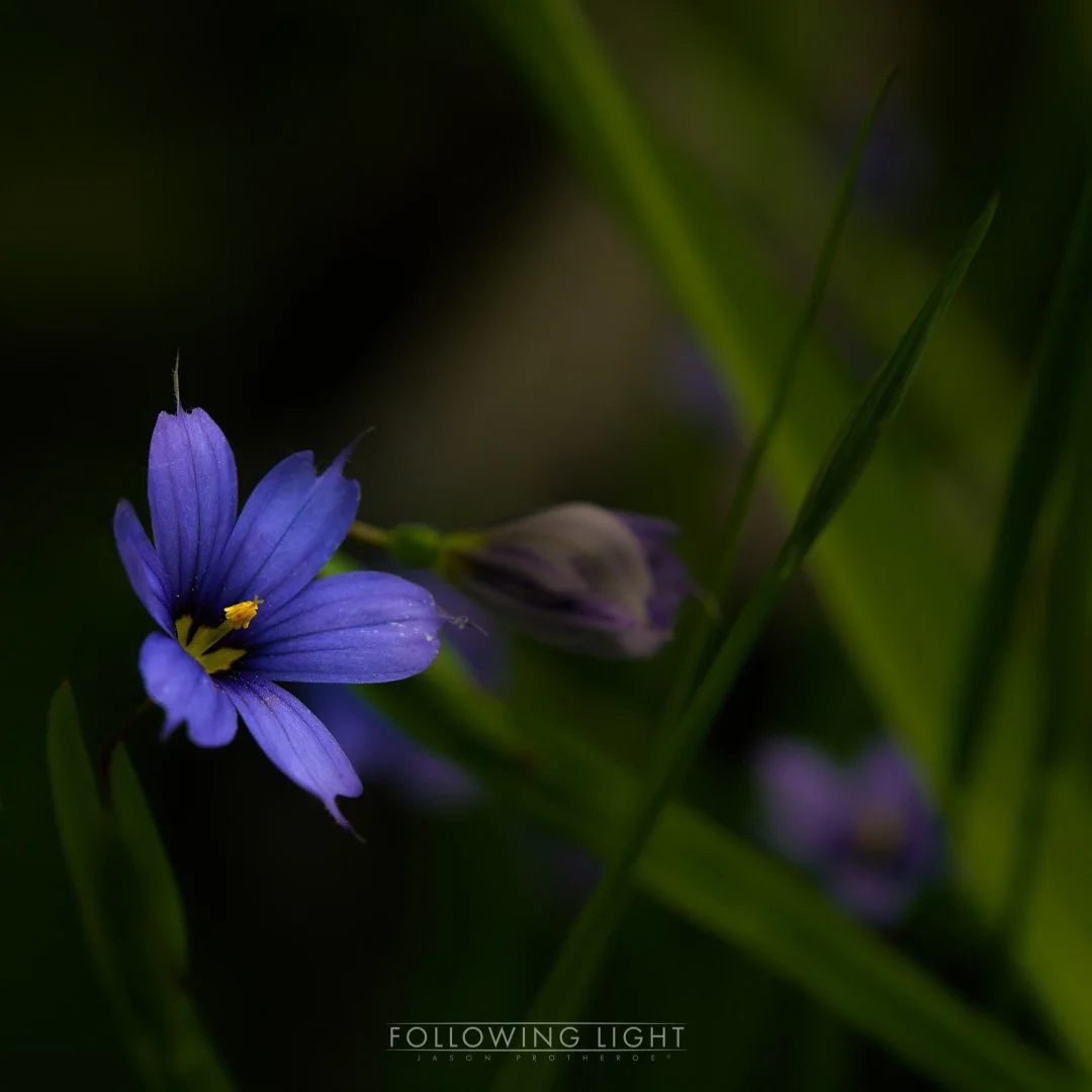 Botanical Gardens - Victoria Haus