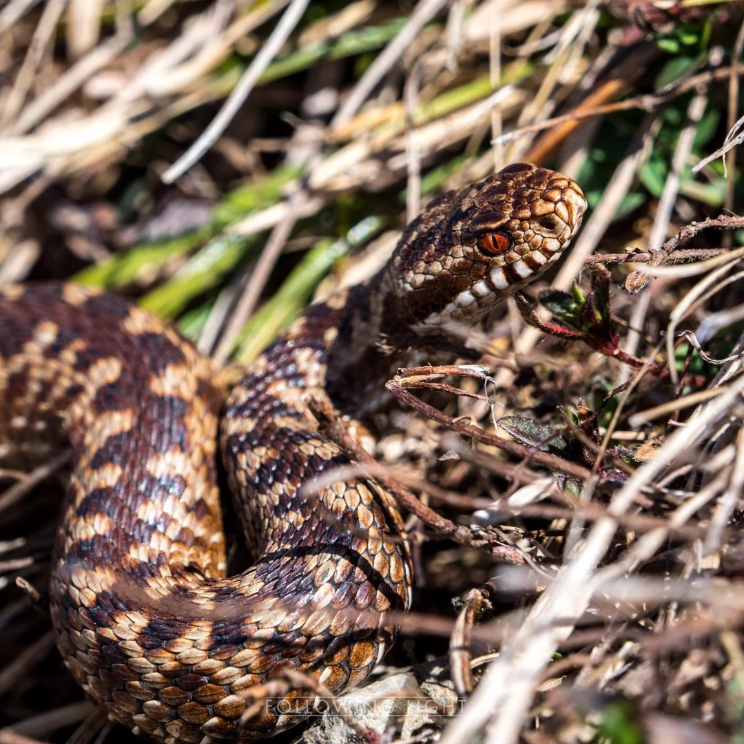 Sony or Olympus, or and