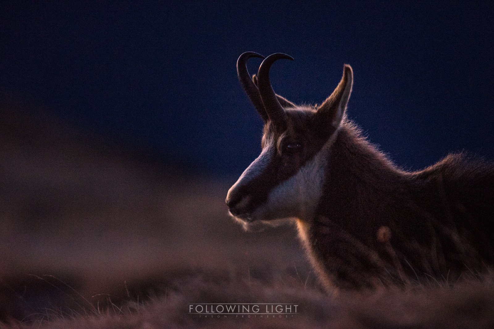 Chamois in the Moonlight