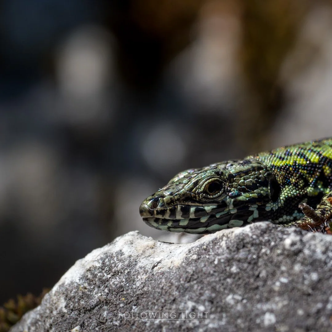 Botanischer Garten der Universität Basel