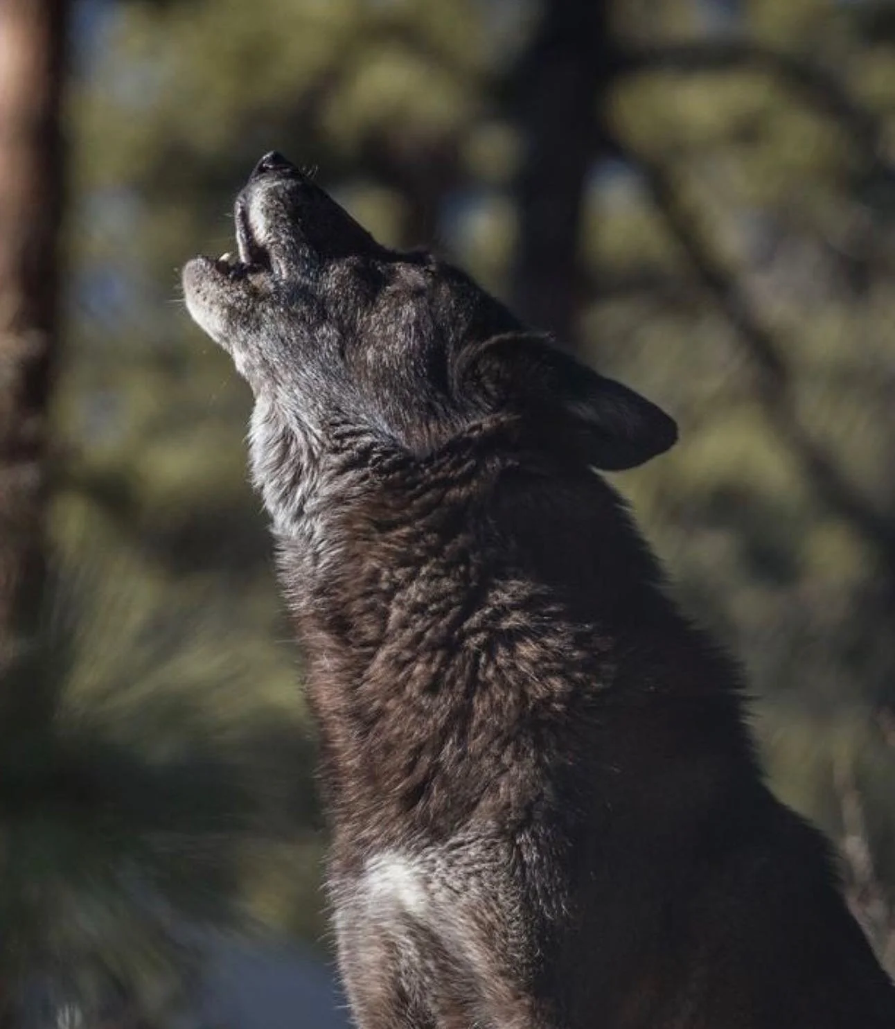 Asha Howl.jpg