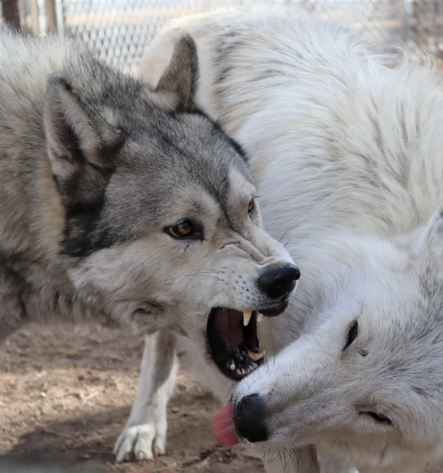 Kavi yelling at Nakai.jpg