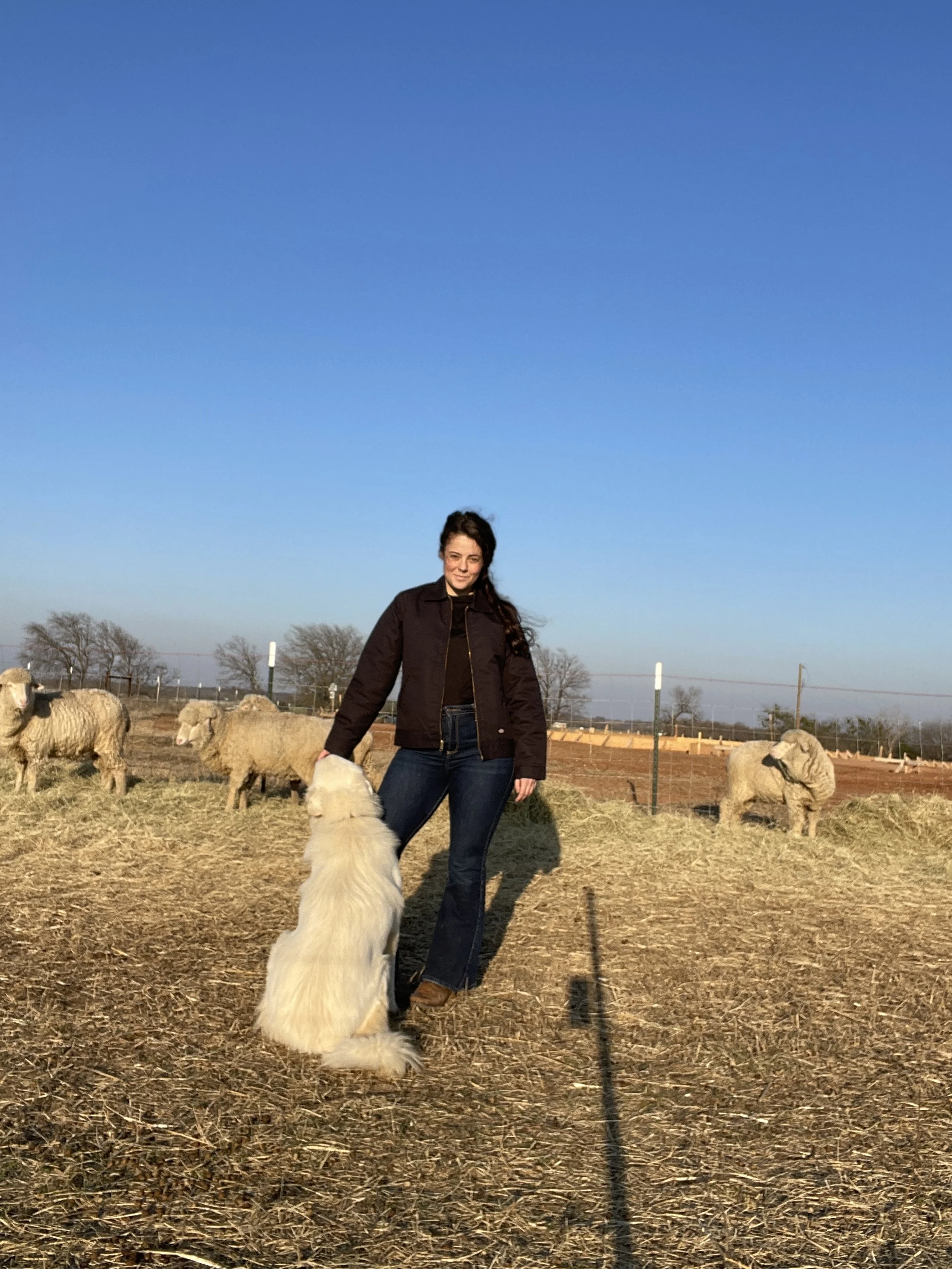 A woman in a black jacket and jeans petting a large white dog in a field with sheep and a clear blue sky in the background.