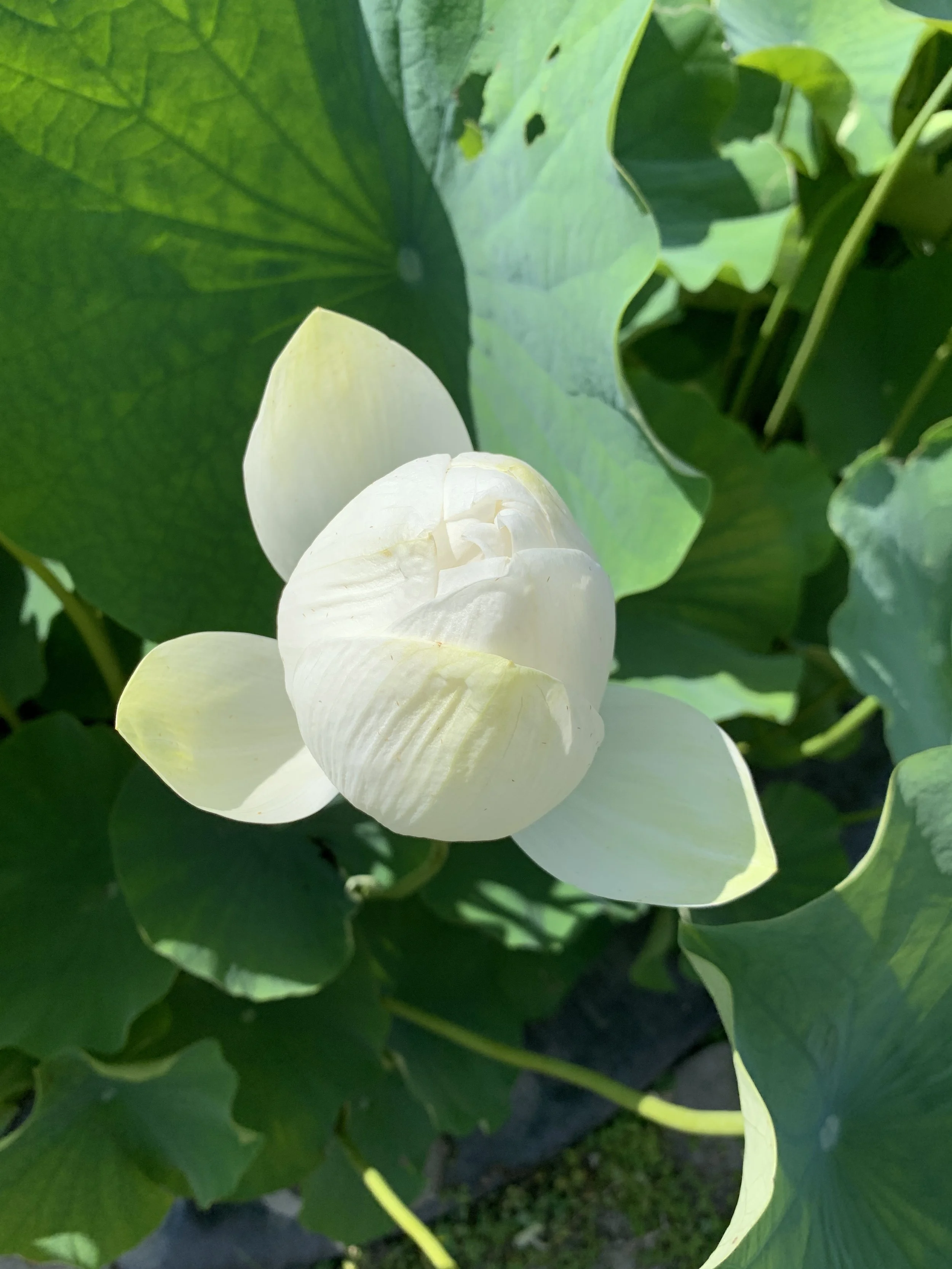 A white lotus flower in early bloom surrounded by large green lotus leaves.