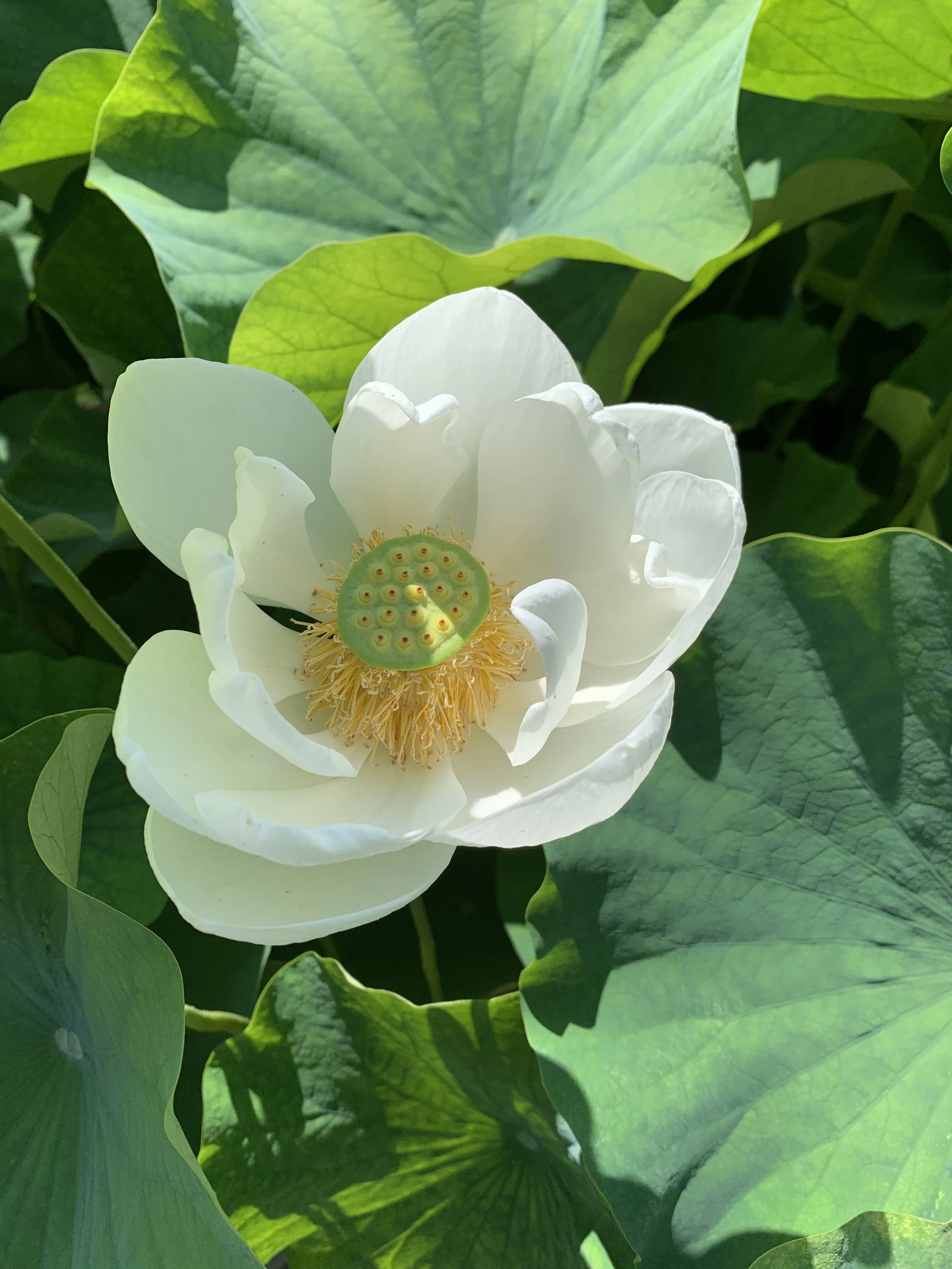 A close-up of a white lotus flower with green seed pod and yellow stamens, surrounded by large green leaves.