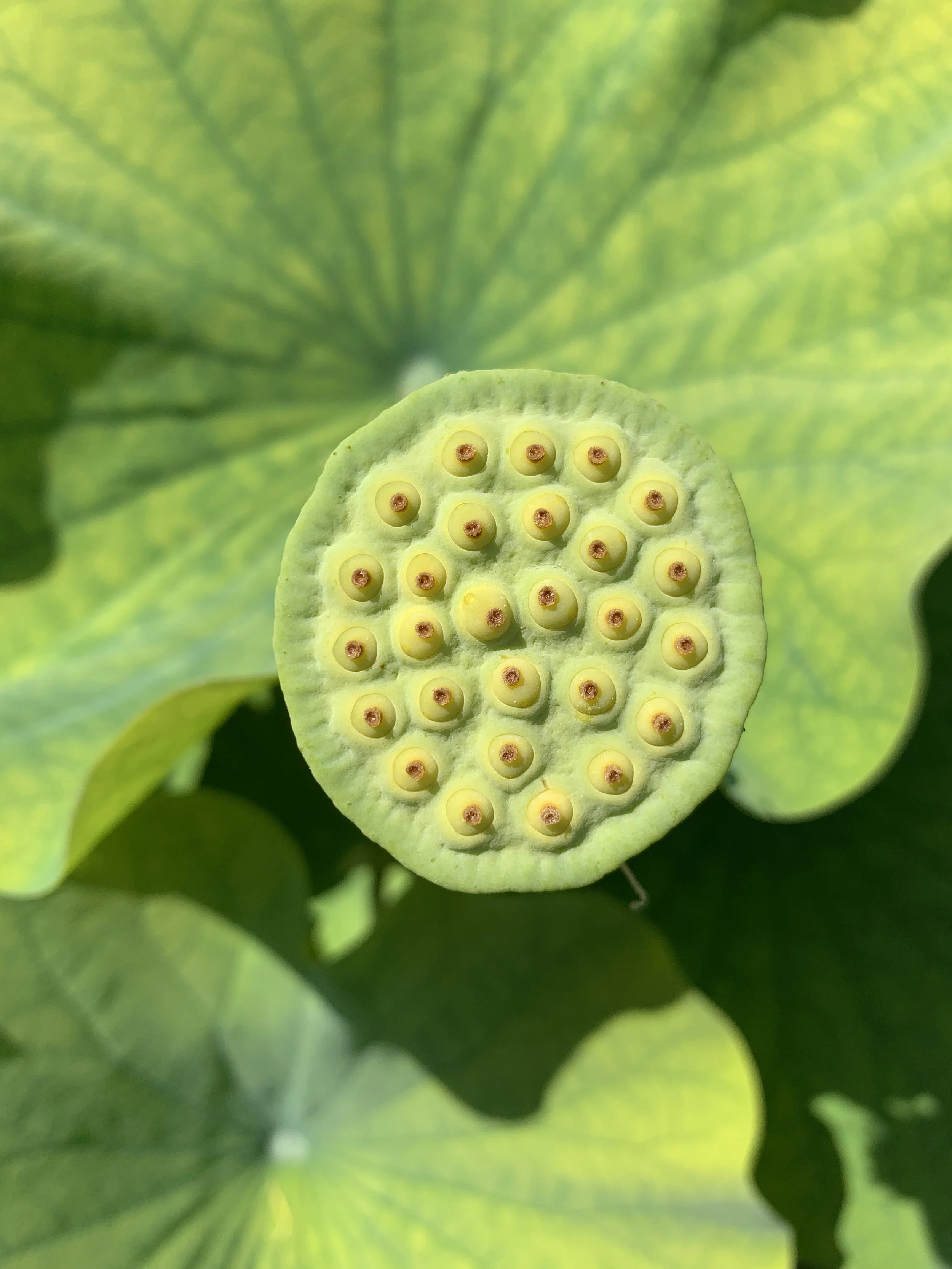 Close-up of a green seed pod with yellow seeds inside, surrounded by large green leaves.