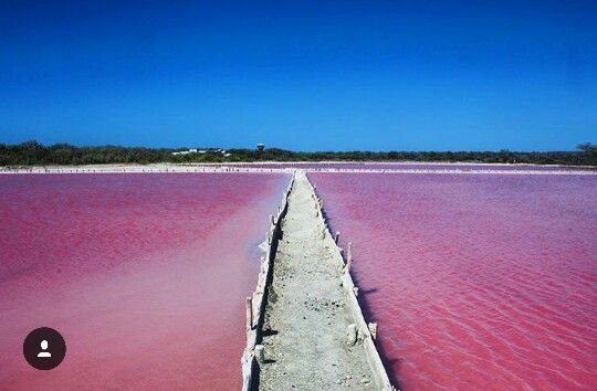 A narrow concrete walkway runs through pink salt flats under a clear blue sky.