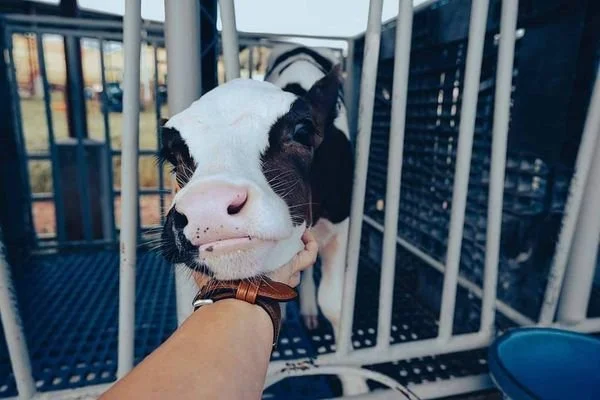 Person petting a young calf inside a metal enclosure