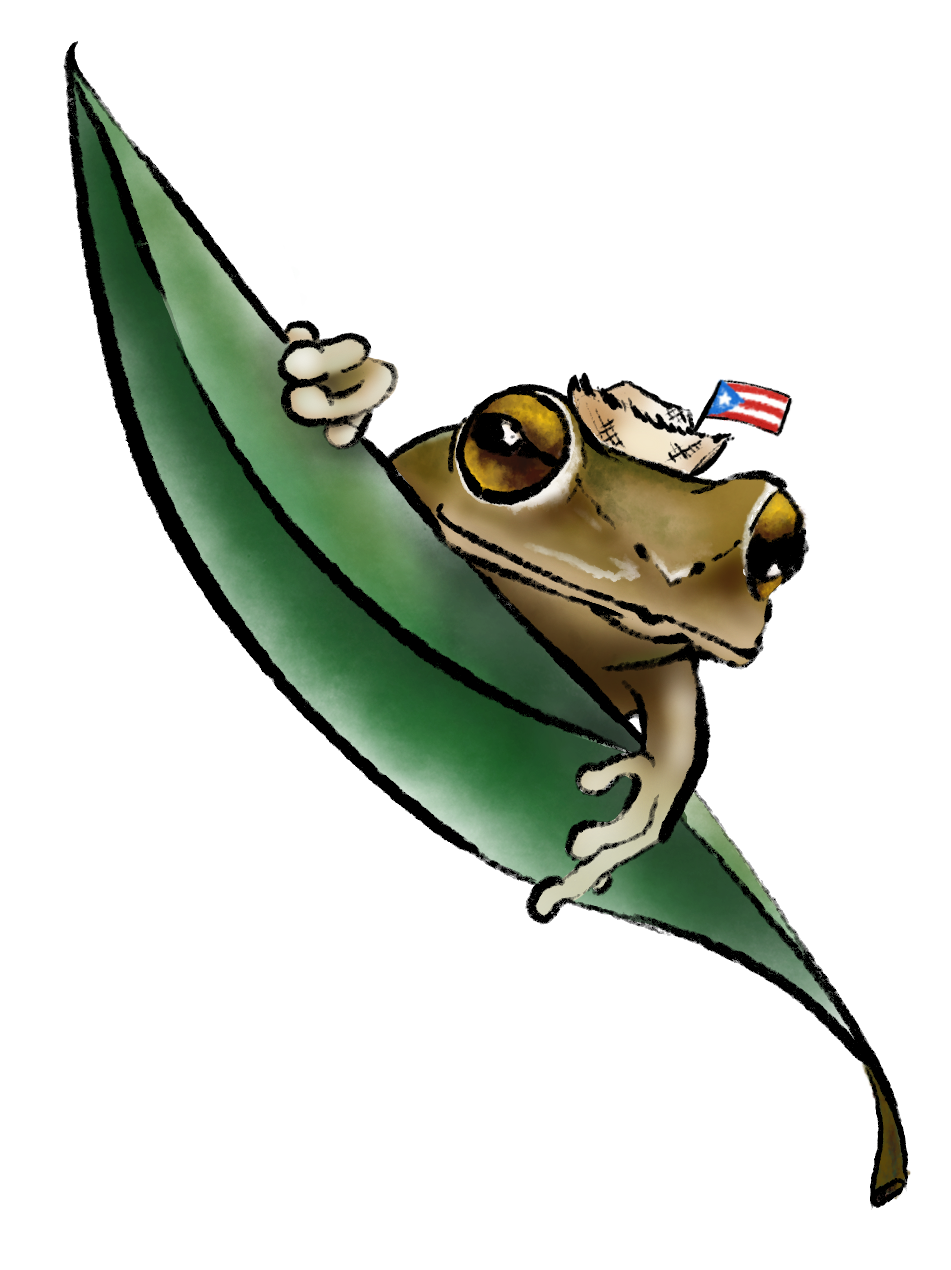 Coqui Illustrationby Melanie Mercado