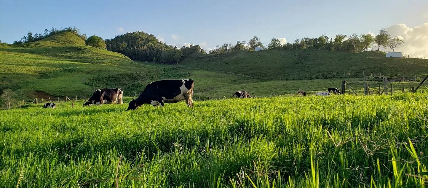 Green pasture with black and white cows grazing, hills in the background under a blue sky with some clouds.