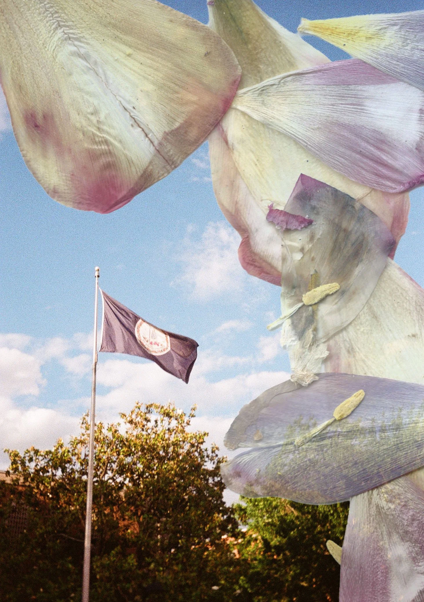 Film photos with dried flower overlay (2025-2026)