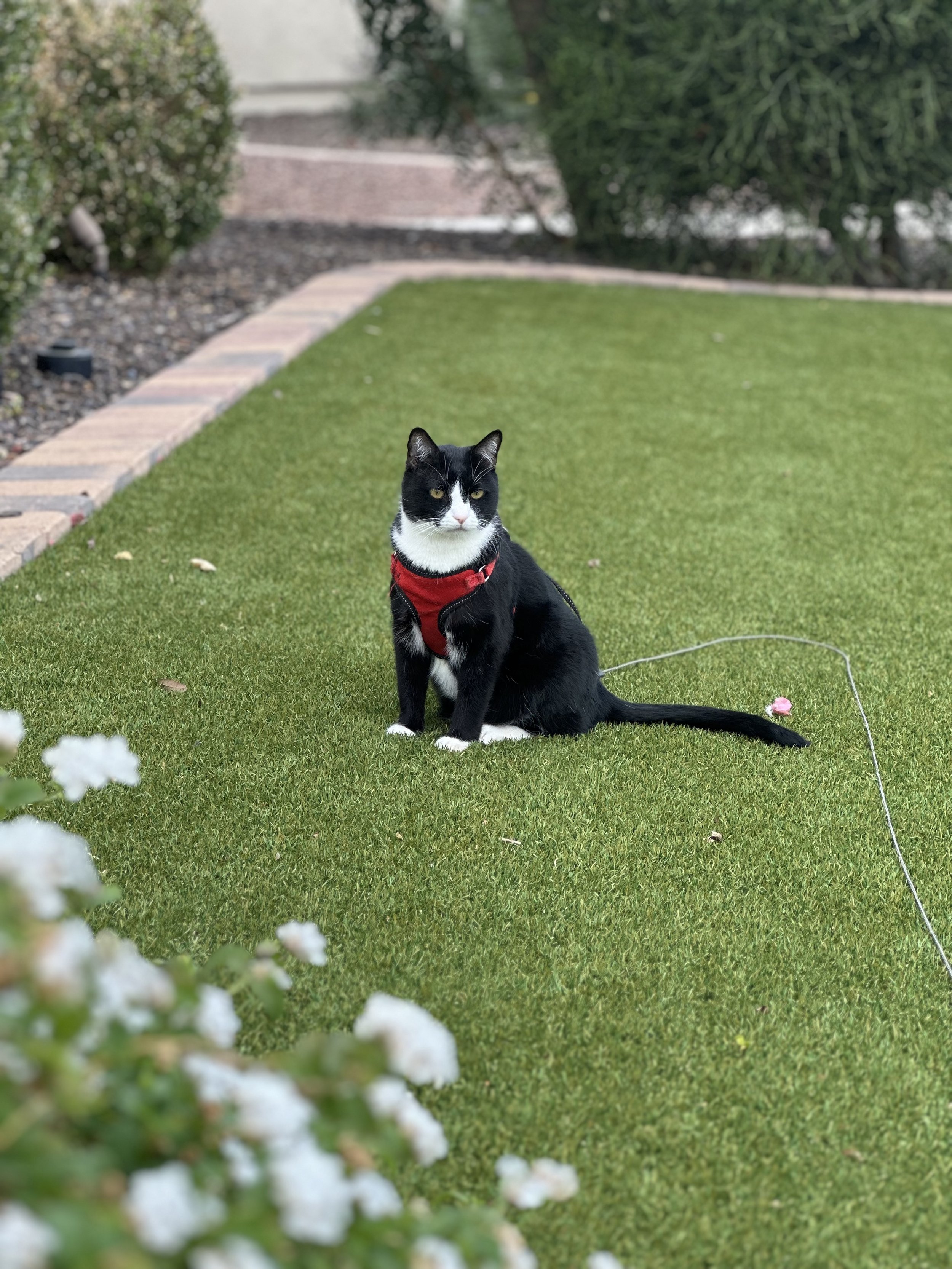 Taking my cat on a walk