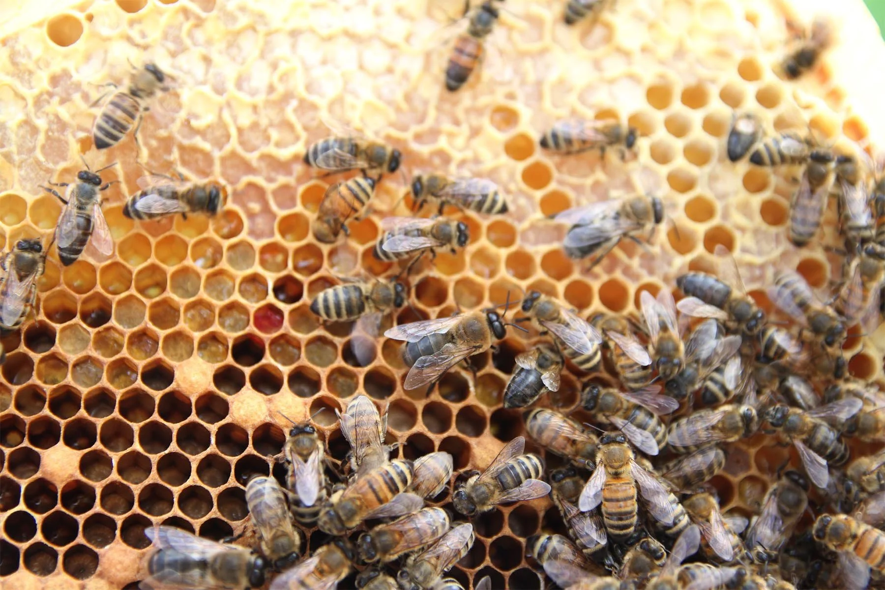 Beekeeping Skills – Regional Queen Rearing Workshop in Dothan