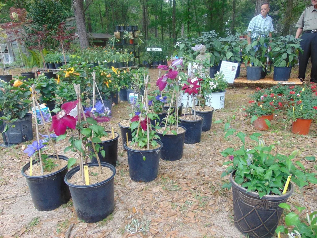 Raised Bed Gardening – Wiregrass Master Gardener Lunch & Learns 2026