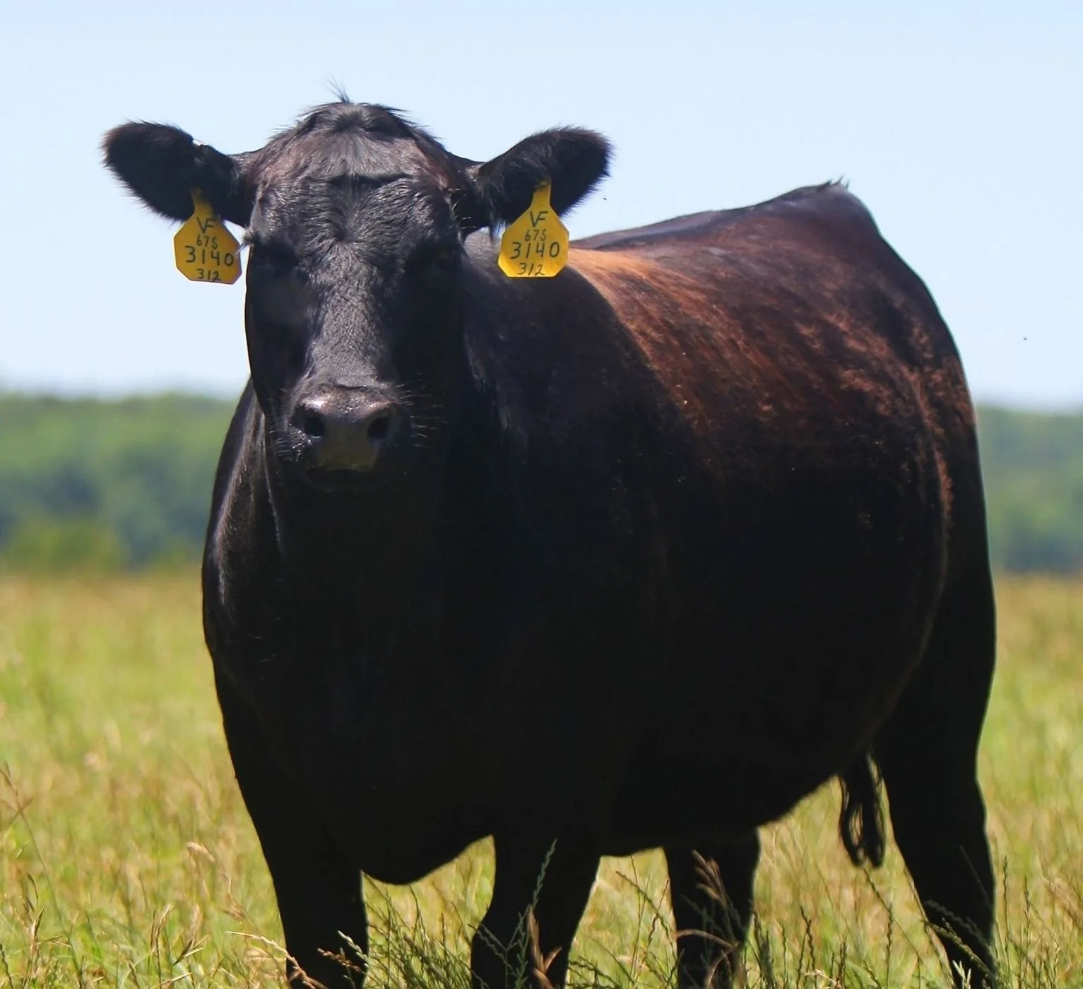Moo & You, A Beef Consumer’s Guide – Dothan, AL