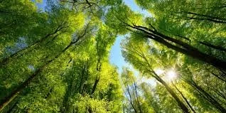 Tree Care and Maintenance Workshop – Dale