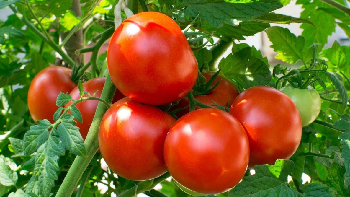 Geneva Tomato Workshop
