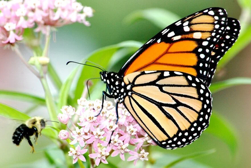Pollinator Partners of Alabama Certification Training – Southeast Region
