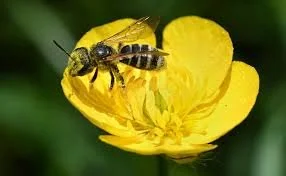 Pollinators – Wiregrass Master Gardener Lunch & Learns 