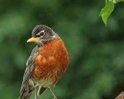 Backyard Birds - Wiregrass Master Gardener Lunch & Learns 2026