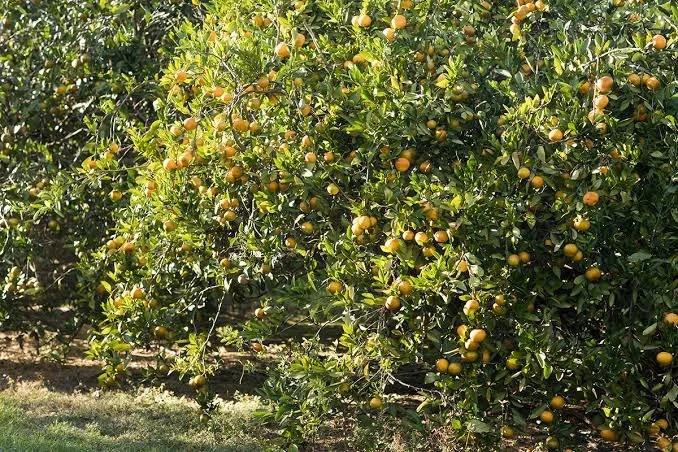 Backyard Orchards - Wiregrass Master Gardener Lunch & Learns 2026