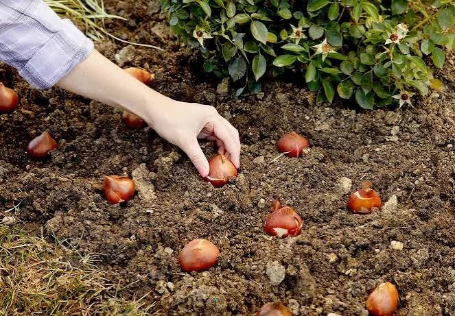 Planting Bulbs – Wiregrass Master Gardener Lunch & Learns 2026